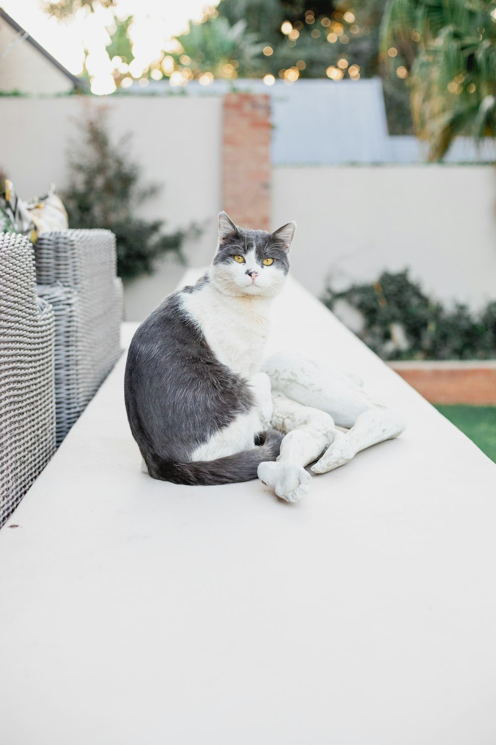 blue and white cat on table