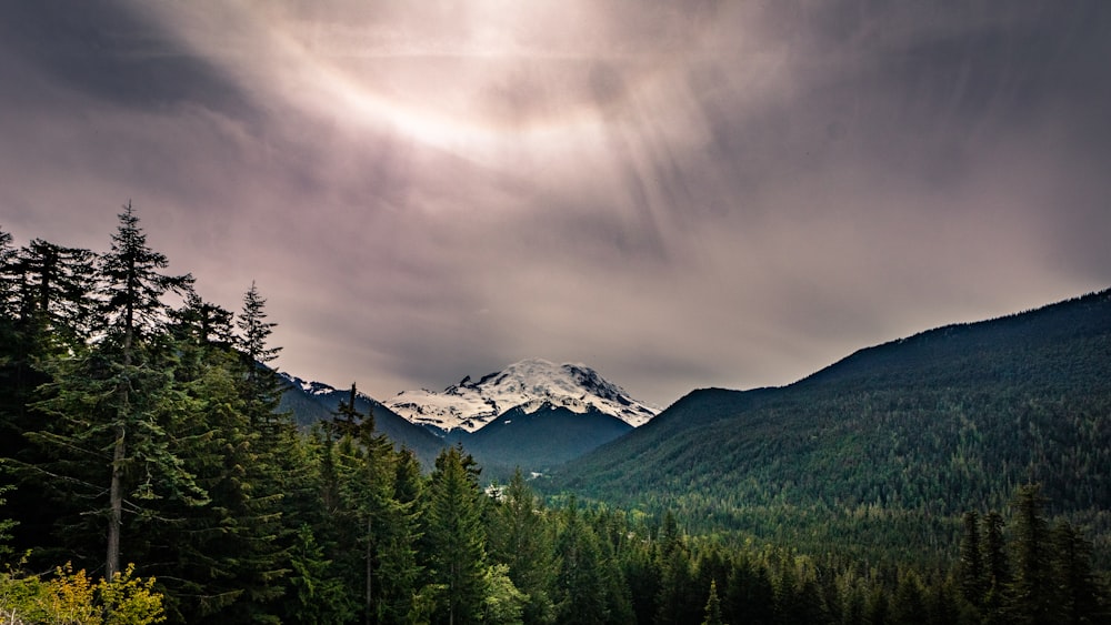 pine trees beside mountain