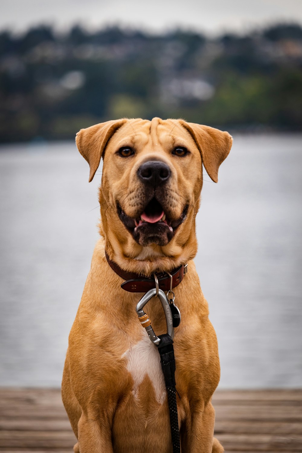 brown dog with leash