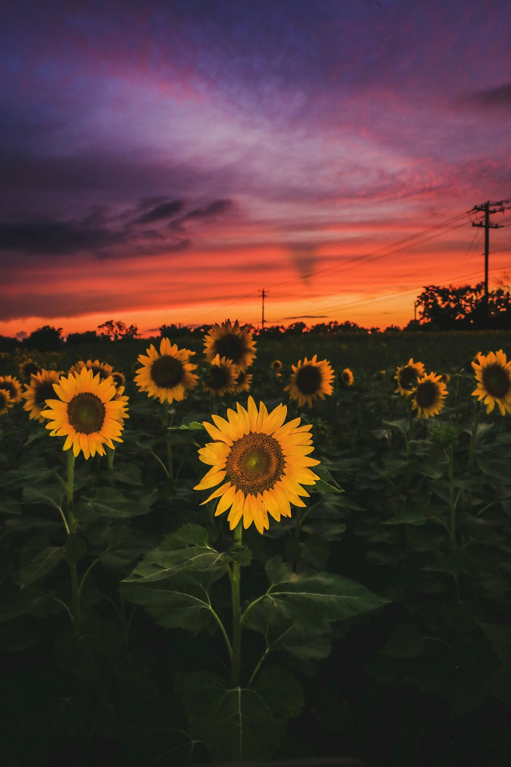 a field of sunflowers with a sunset in the background