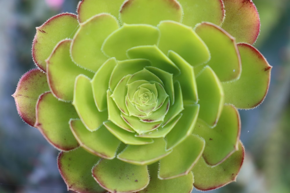 green succulent plant