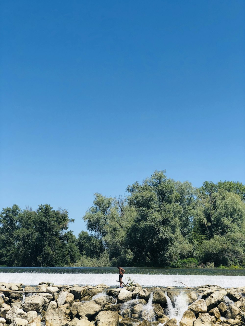 alberi verdi sotto il cielo blu di giorno