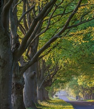 green trees beside road