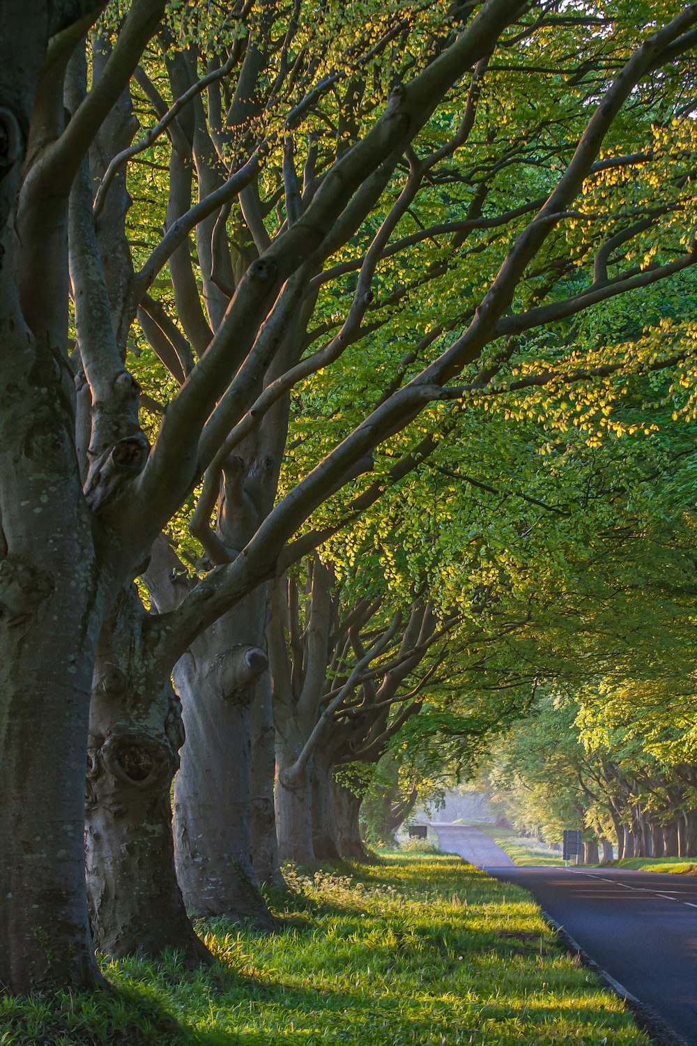 green trees beside road