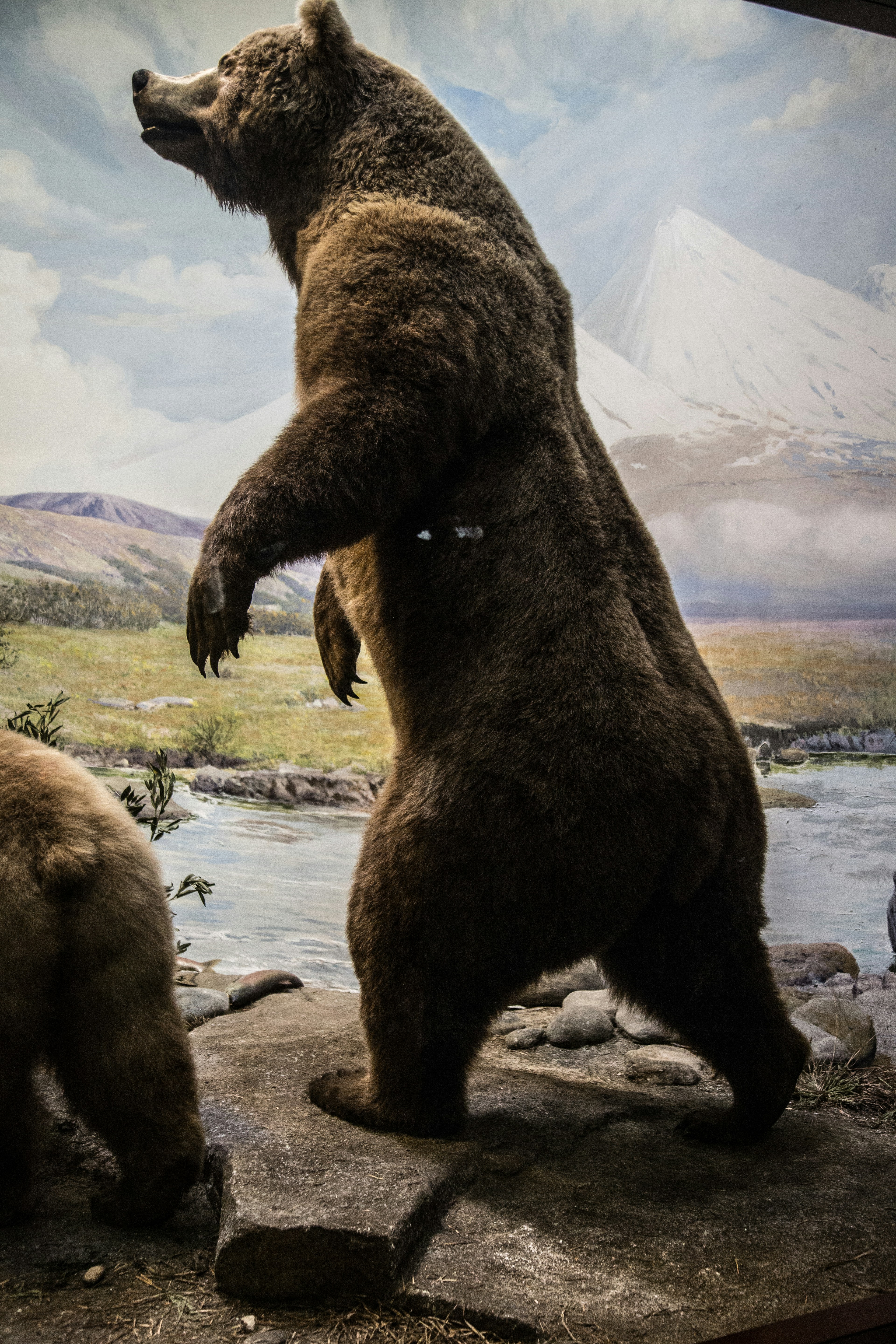 Exploring the World's Largest Bear Species