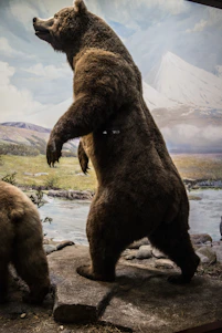 A majestic Andean bear standing amidst lush cloud forest with mist rolling over the mountains.