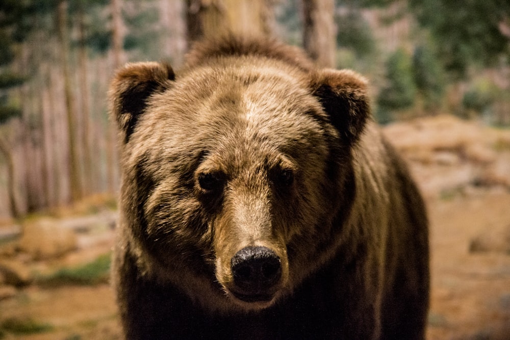 brown bear