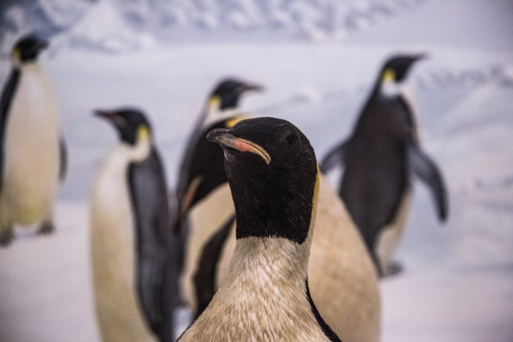 flock of black and brown penguin