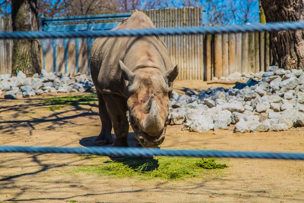 rhinocéros gris