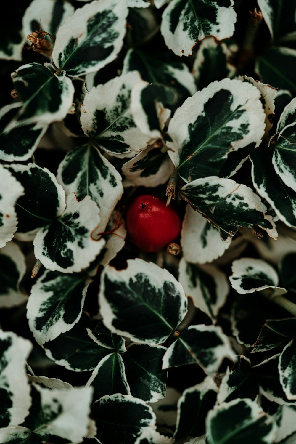 white and green plants in macro photography