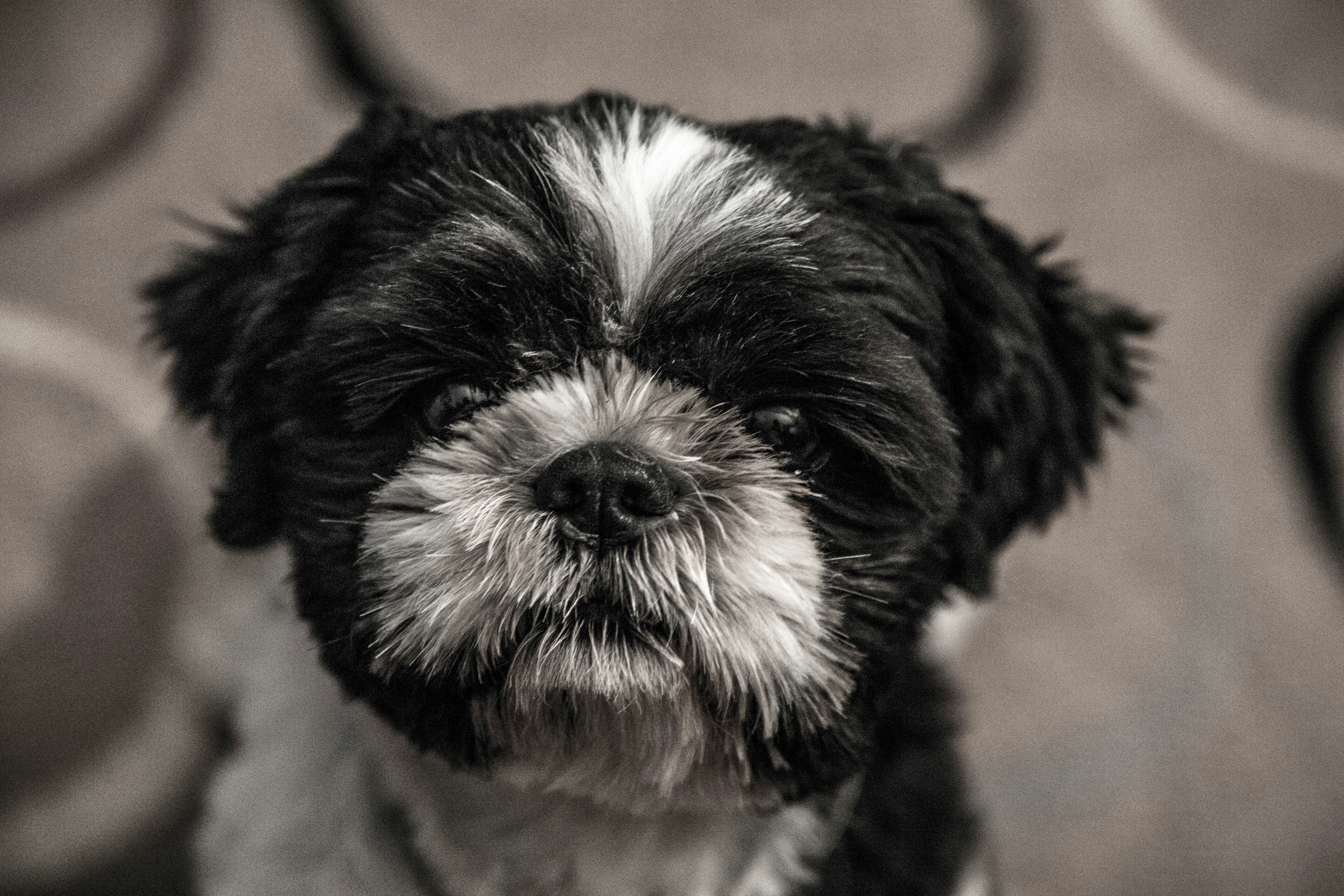 Shih Tzu Black and White Coat