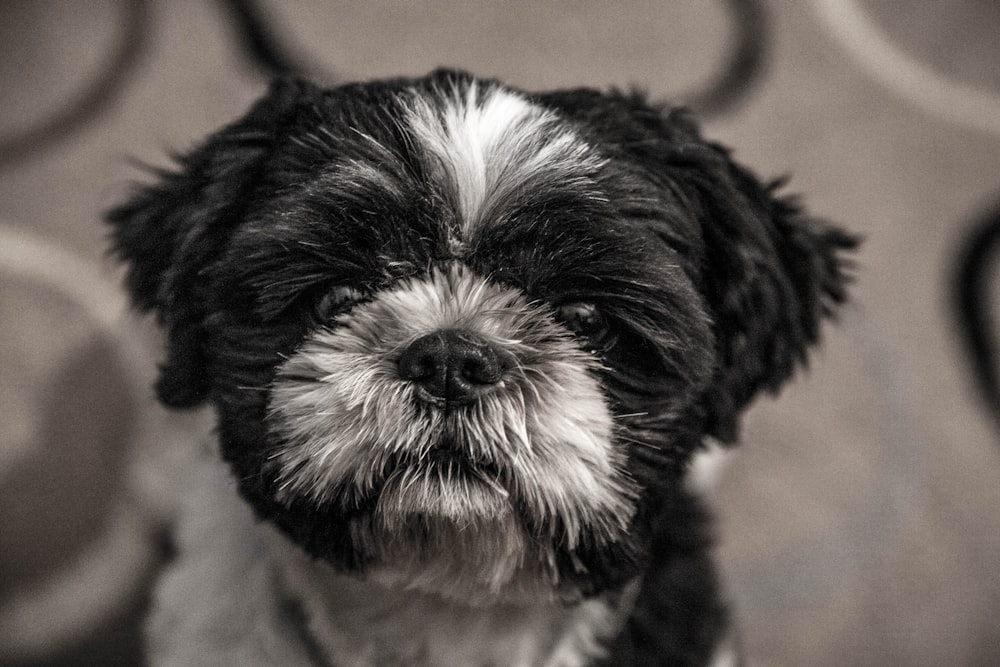 short-coated black and white dog