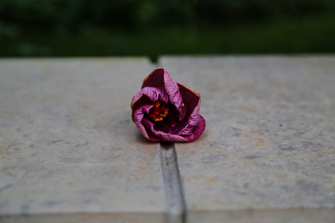 Withered Flower Pictures | Download Free Images on Unsplash