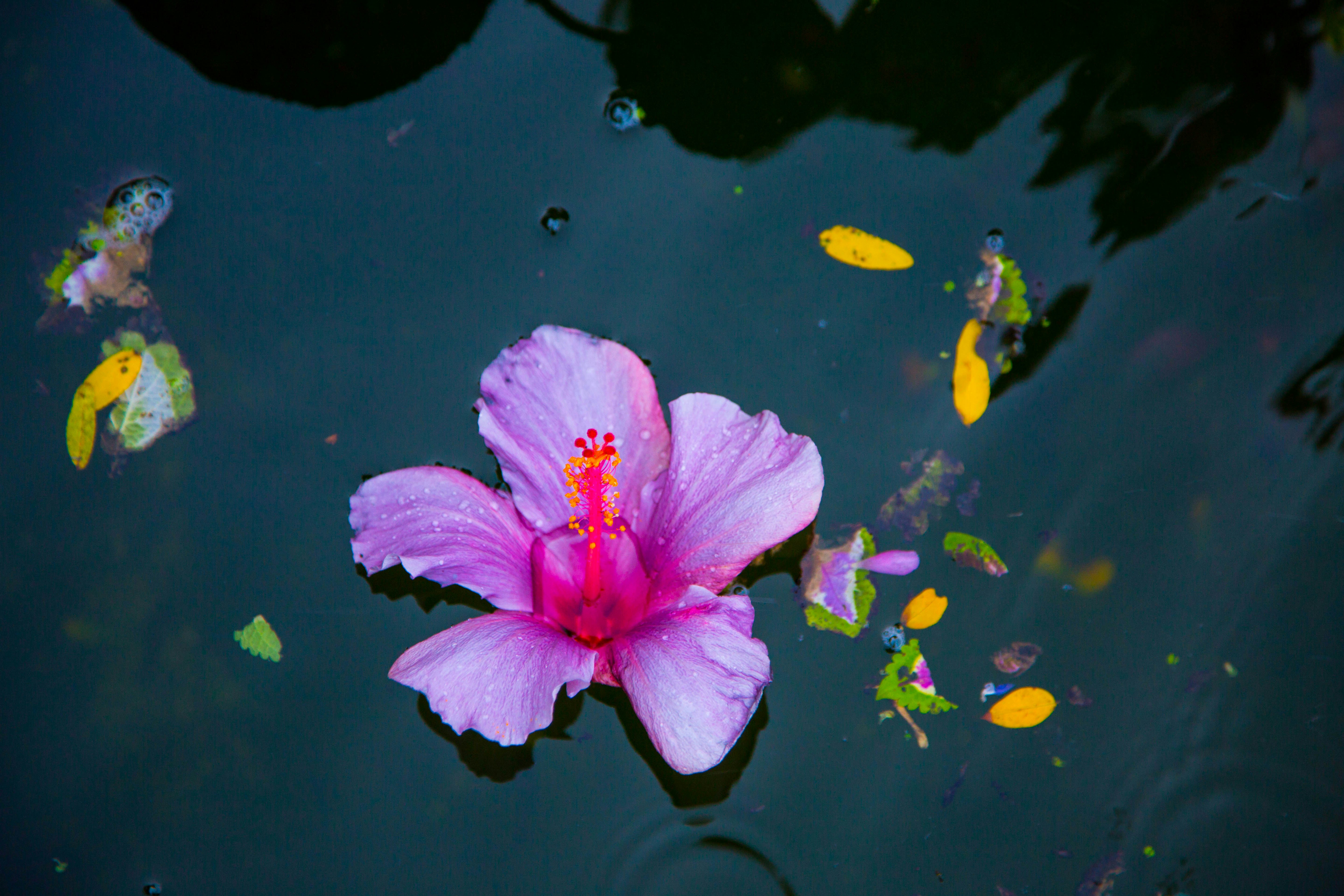 pink hibiscus flower on body of water