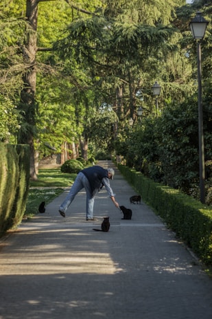 A person wearing a hat and blue clothing is reaching down to interact with several black cats on a tree-lined path in a park. The path is bordered by manicured hedges and illuminated by vintage-style street lamps. Tall trees arch over the path, casting dappled shadows on the ground.