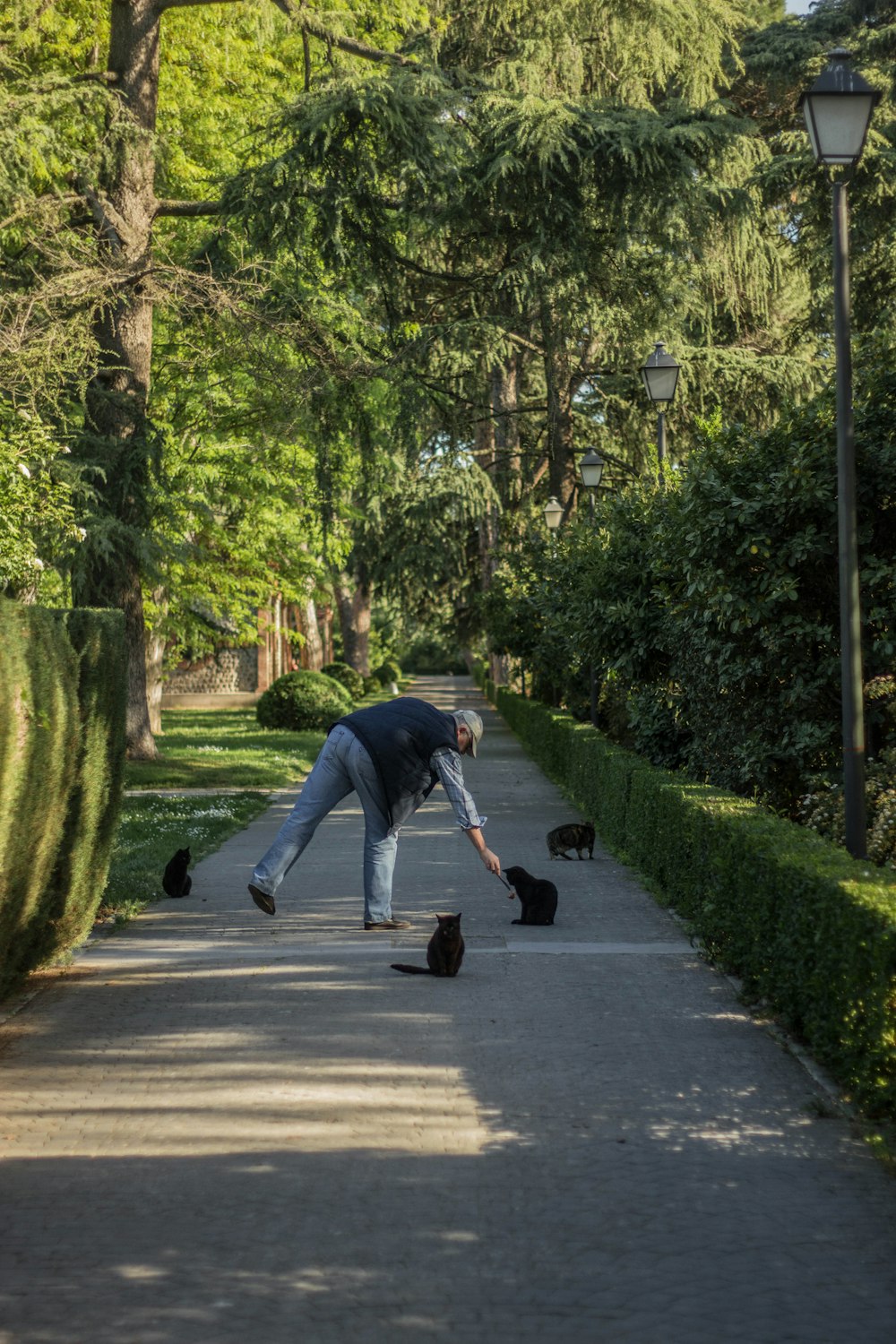 man feeding cat on alley