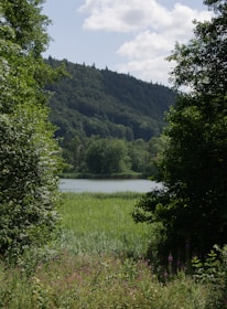 A serene landscape depicting nature conservation efforts by the organization.