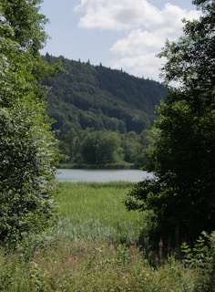 A serene landscape depicting nature conservation efforts by the organization.