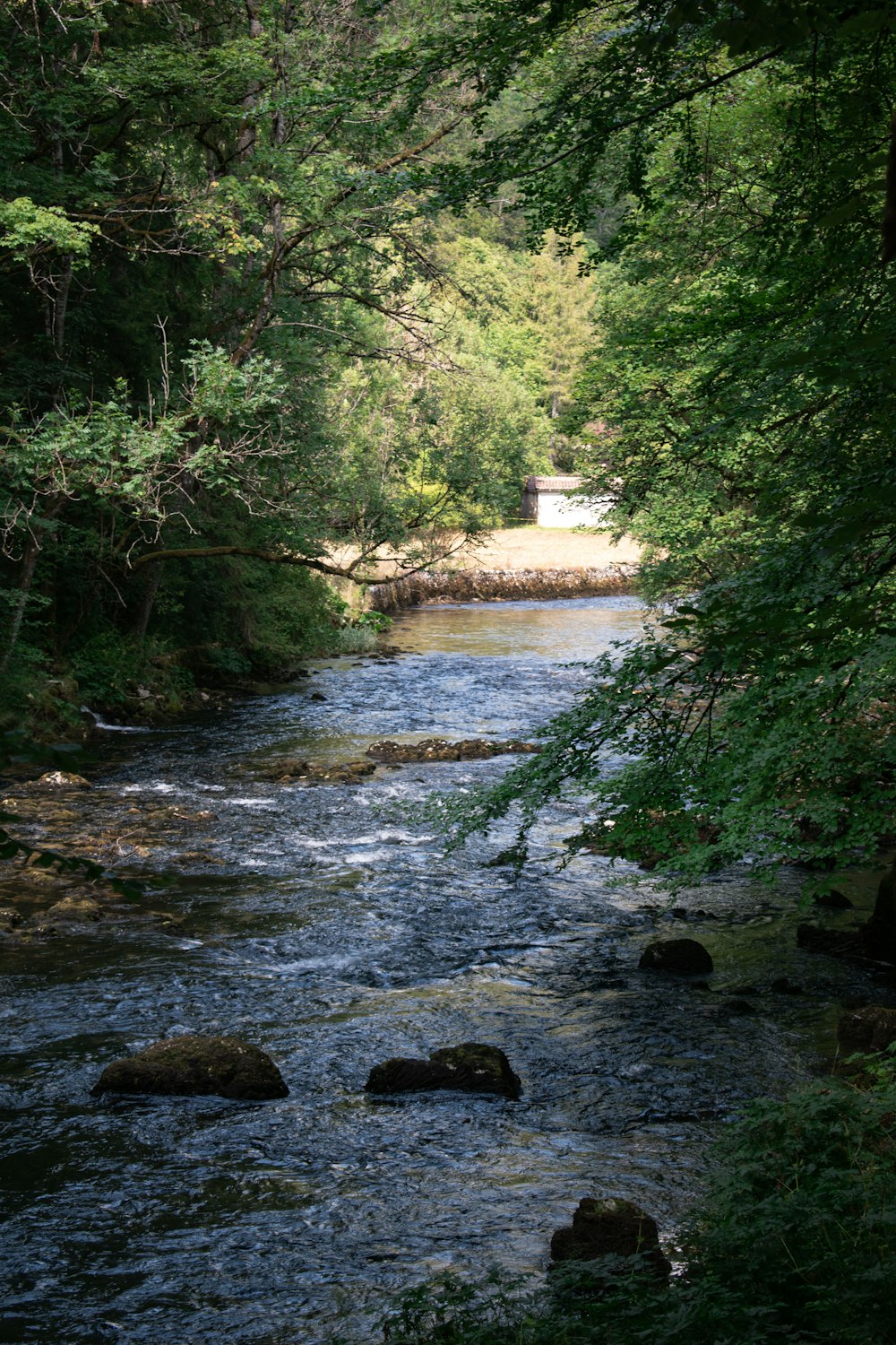 body of water between green trees at daytime