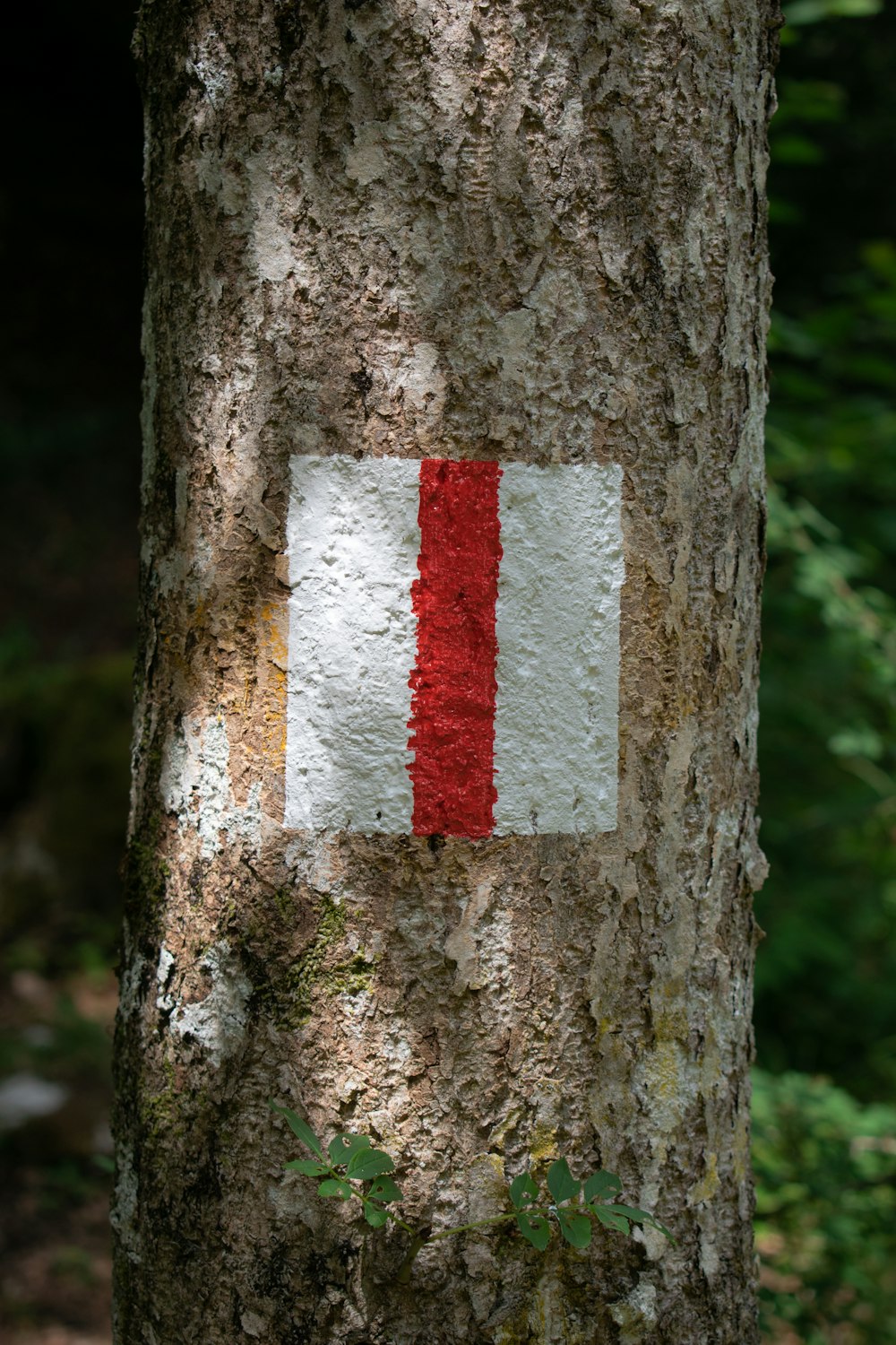 white and red paint on branch of tree