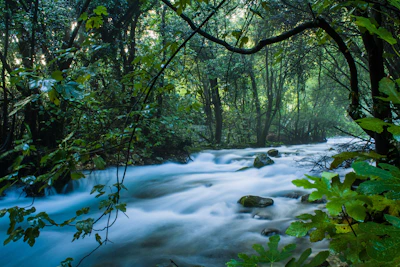 A peaceful nature scene with a river flowing through a green forest