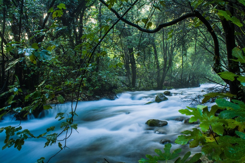 A serene forest scene with a gently flowing river surrounded by lush green trees. Sunlight filters through the dense foliage, creating a peaceful and natural atmosphere.