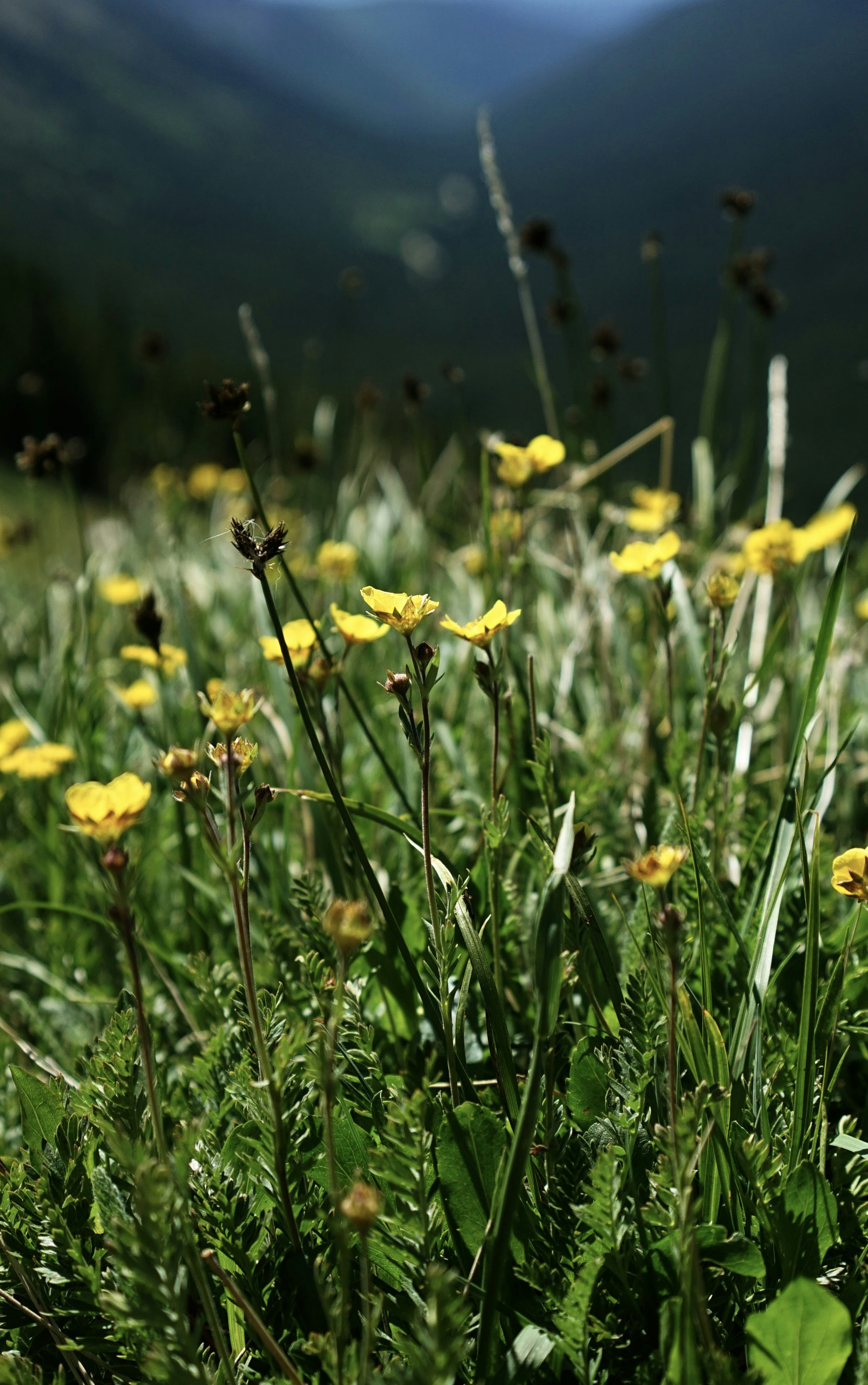 Photo by lucadpphoto