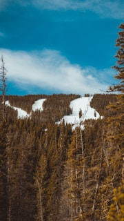 Snow-covered ski tracks run through the dense forest on a mountain slope, surrounded by tall evergreen trees under a vibrant blue sky with scattered clouds.