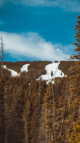 Snow-covered ski tracks run through the dense forest on a mountain slope, surrounded by tall evergreen trees under a vibrant blue sky with scattered clouds.