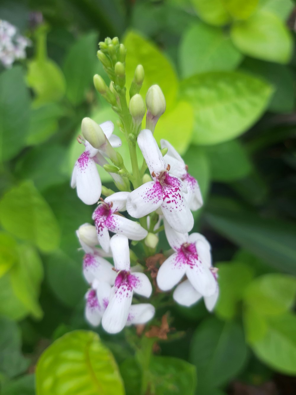 white flowers