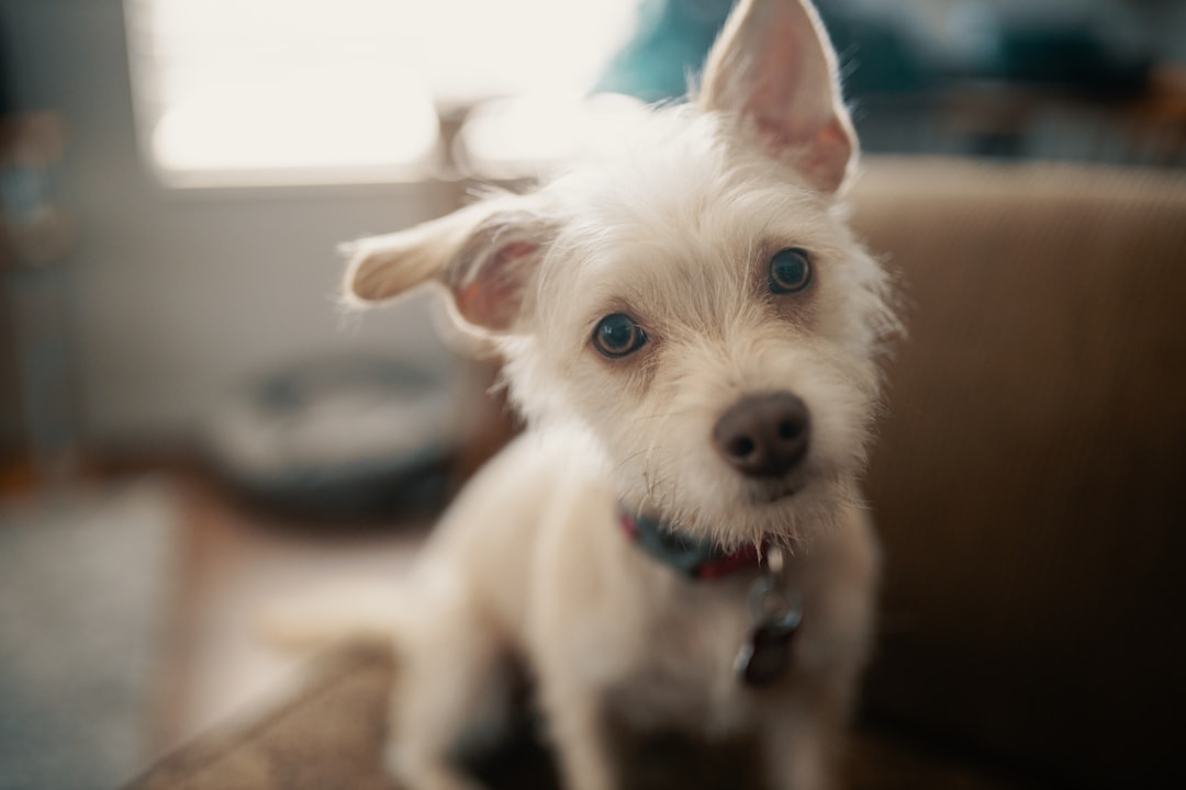 white chihuahua