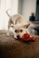 A lively puppy playing with a chew toy in a cozy pet corner.