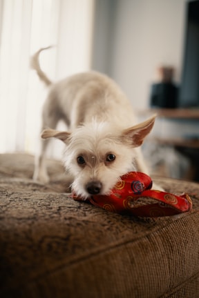 A small dog with fluffy white fur playfully chews on a red toy while standing on a textured brown couch. The dog's ears are perked up, and it looks directly at the camera with curious eyes. The background is softly blurred, creating a cozy indoor setting.