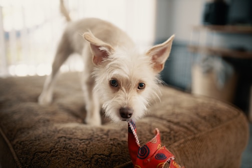 A small, scruffy dog with light-colored fur stands on a textured ottoman. Its ears are perked up, and it is tugging on a red and blue patterned toy with its mouth. The background is softly blurred, indicating an indoor setting.