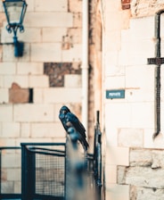 A solitary raven is perched on a metal railing in front of a weathered stone building. A blue lamp is affixed to the wall nearby, and a sign reading 'PRIVATE' is visible. The setting has an aged, historic appearance, with light casting soft shadows on the stonework.