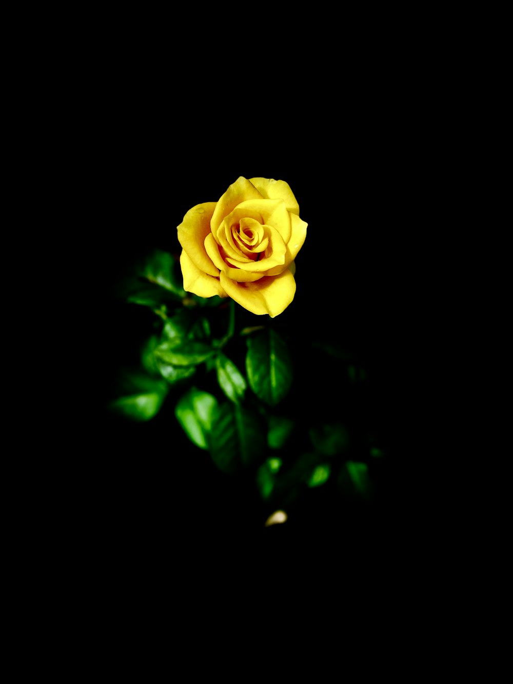 Fotografía de enfoque selectivo de flor de rosa amarilla en flor