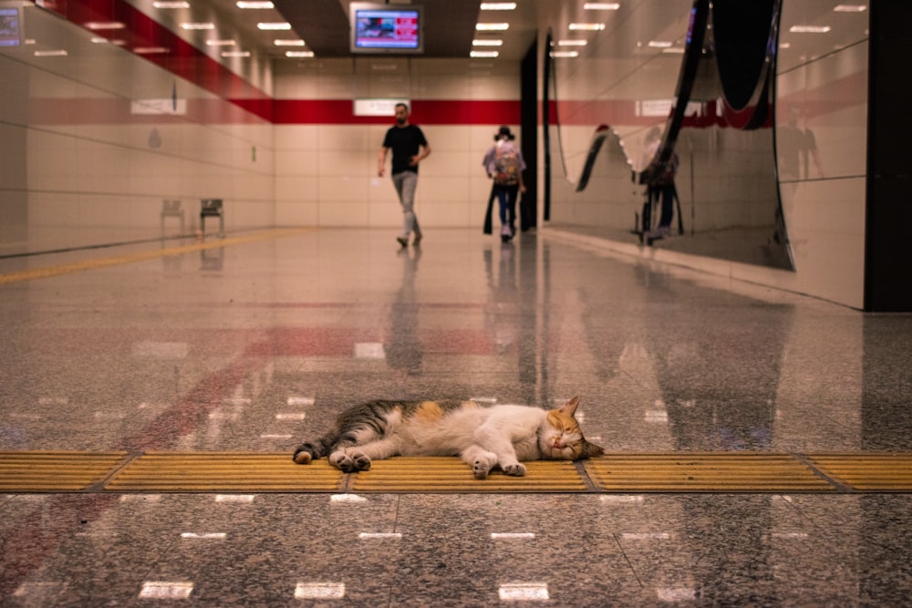 calico cat sleeping on floor