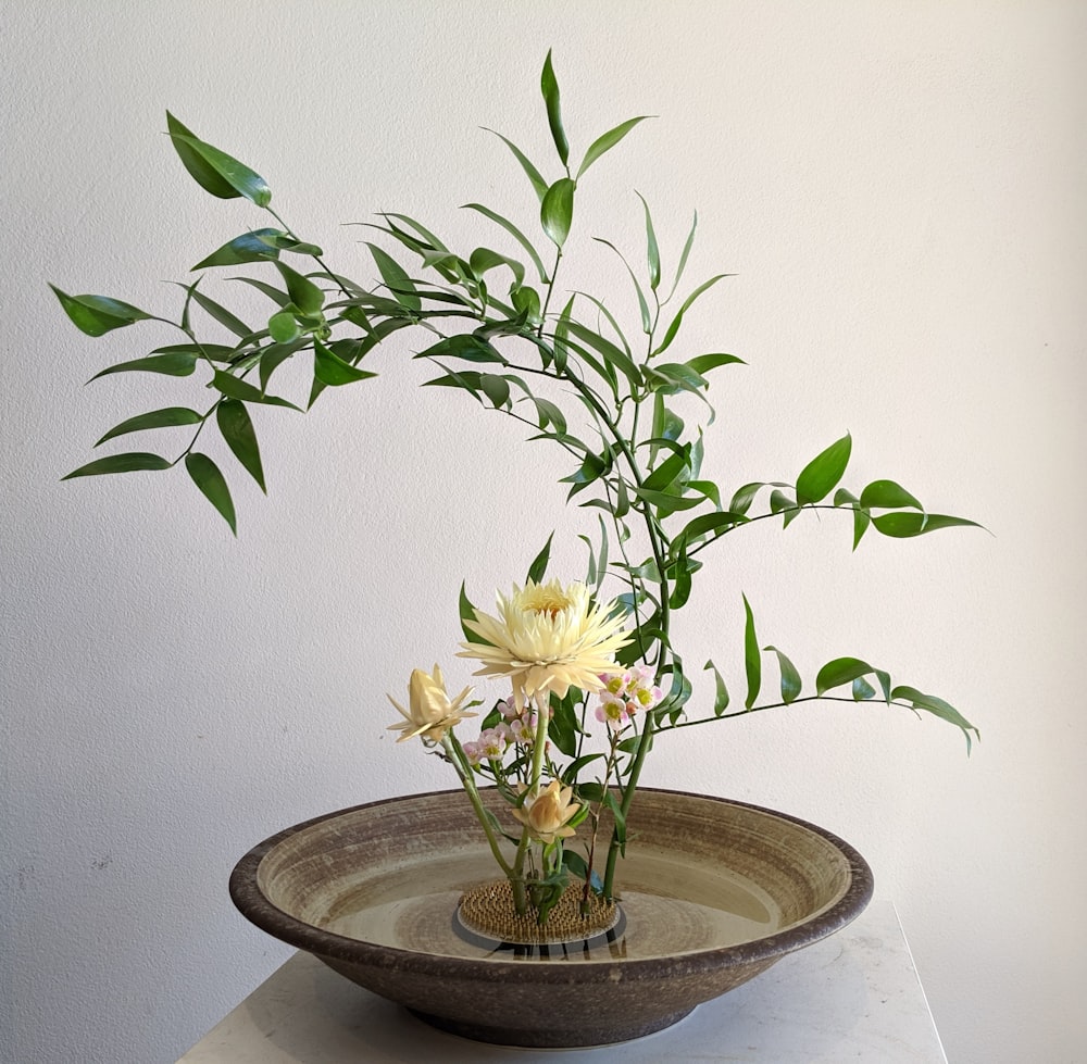 white petaled flowers