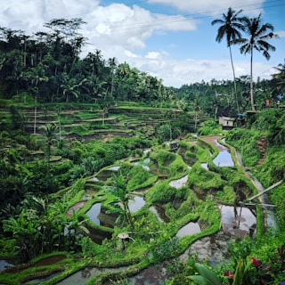 green rice field in a hill during daytime