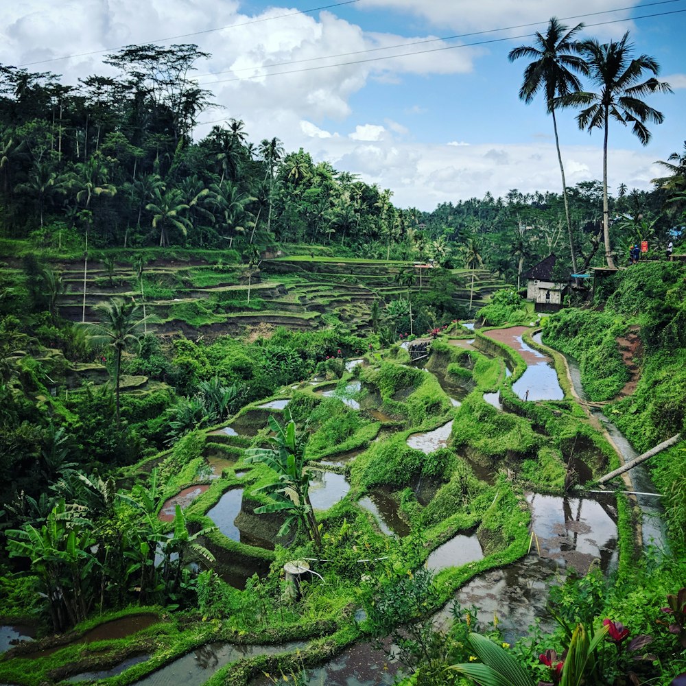 campo de arroz verde en una colina durante el día