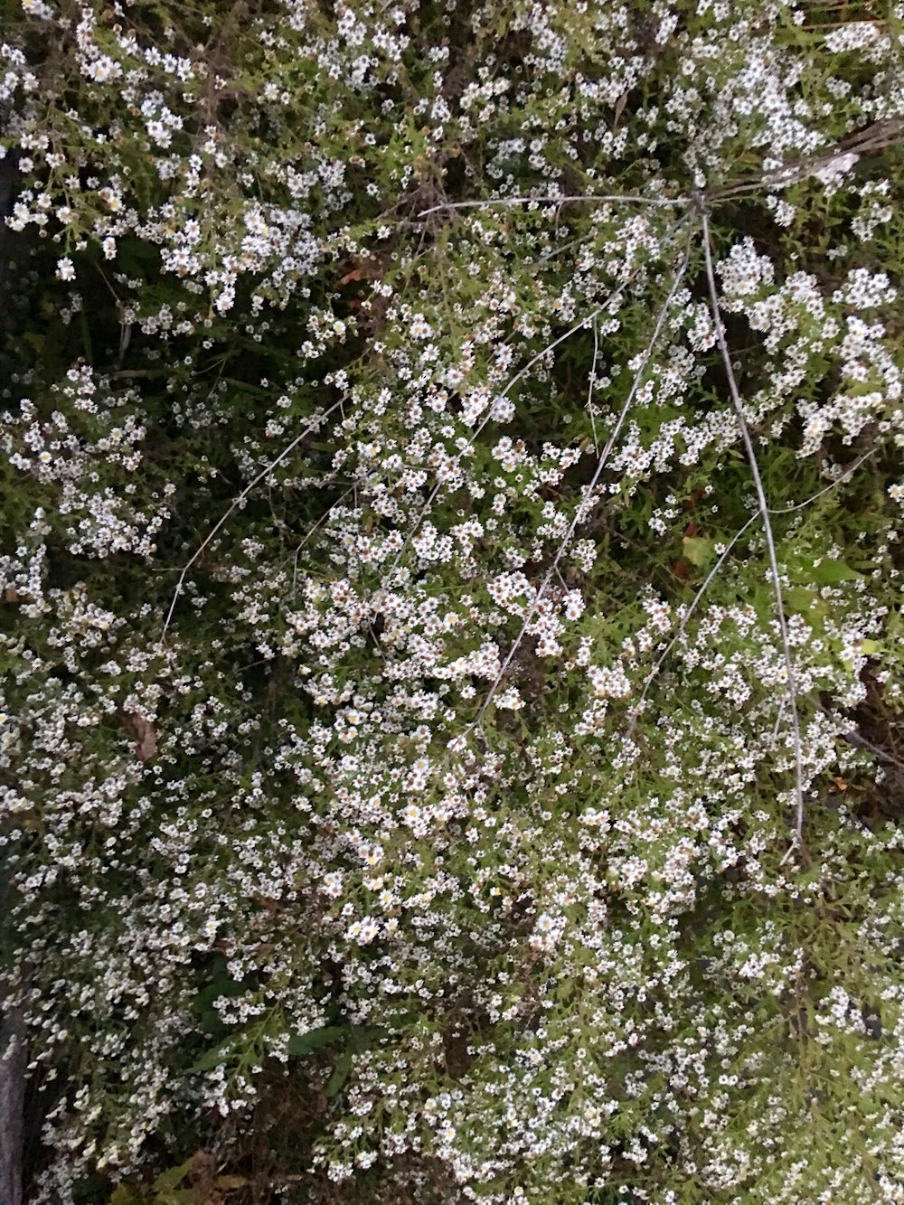 咲き誇る白い花
