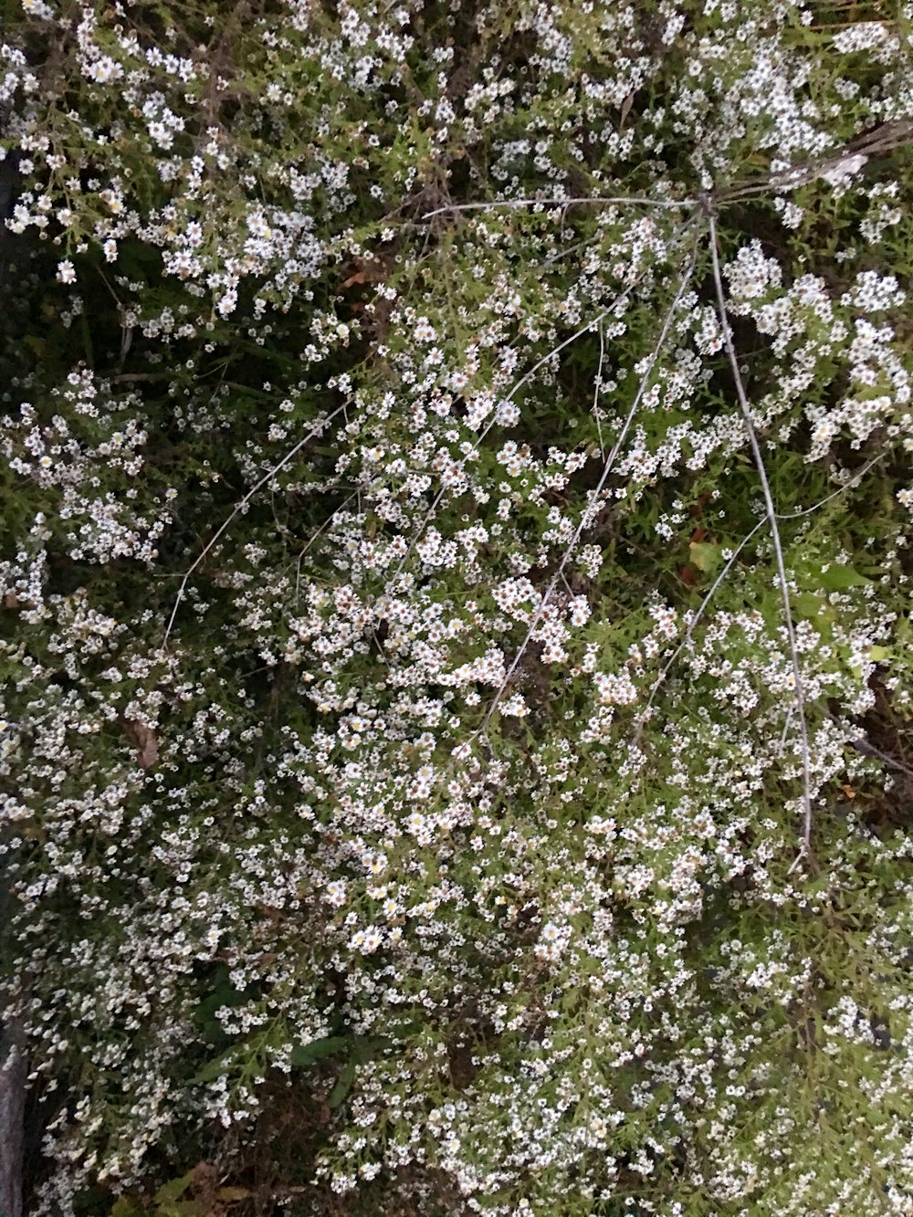 white flowers in bloom