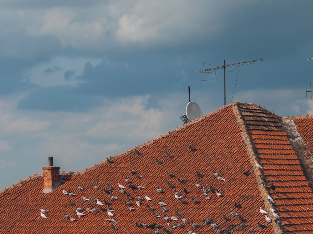 birds on roof