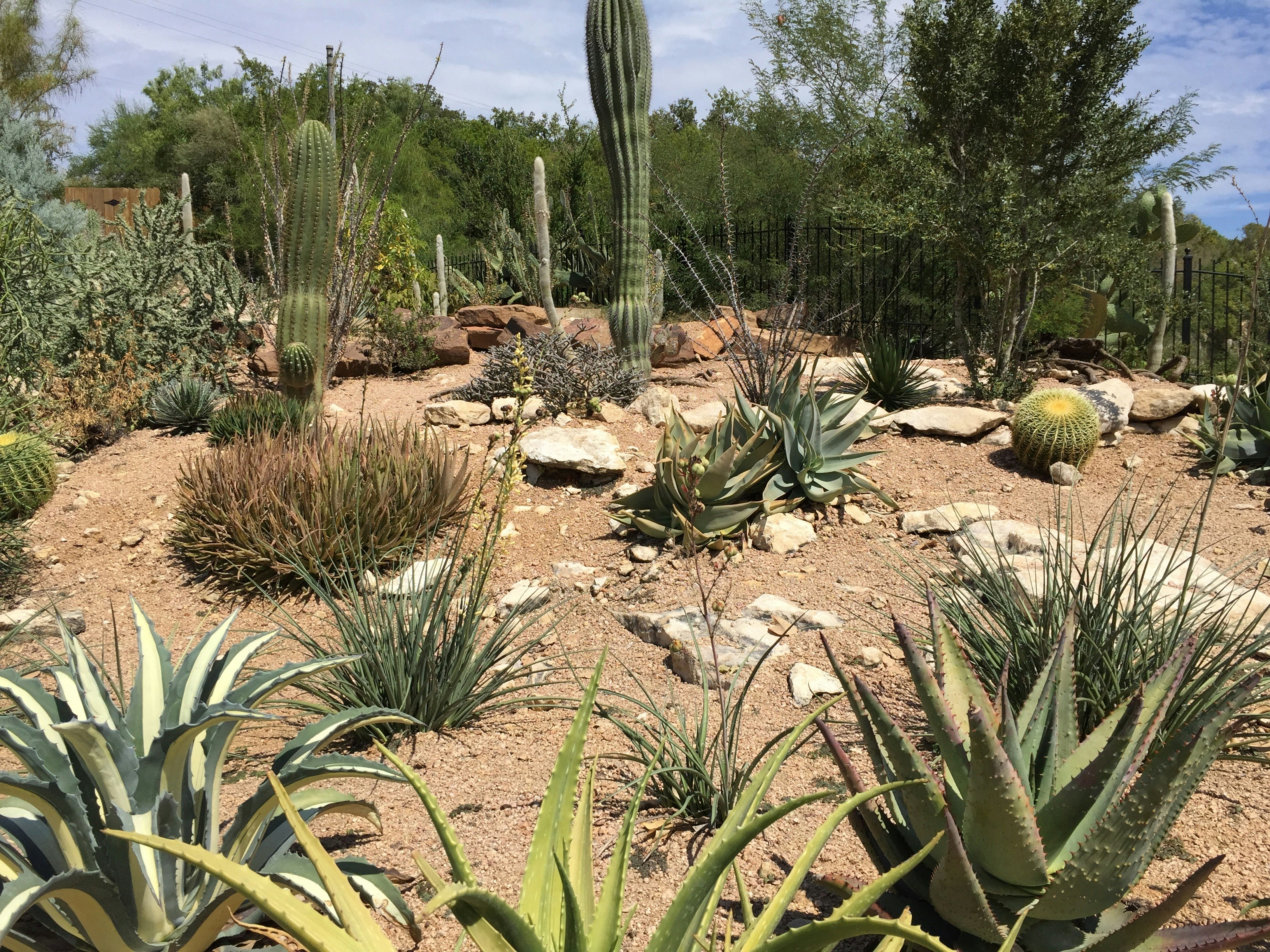 Beautiful dry garden with natural stone rockery, succulents, and gravel paths in warm South African sunlight