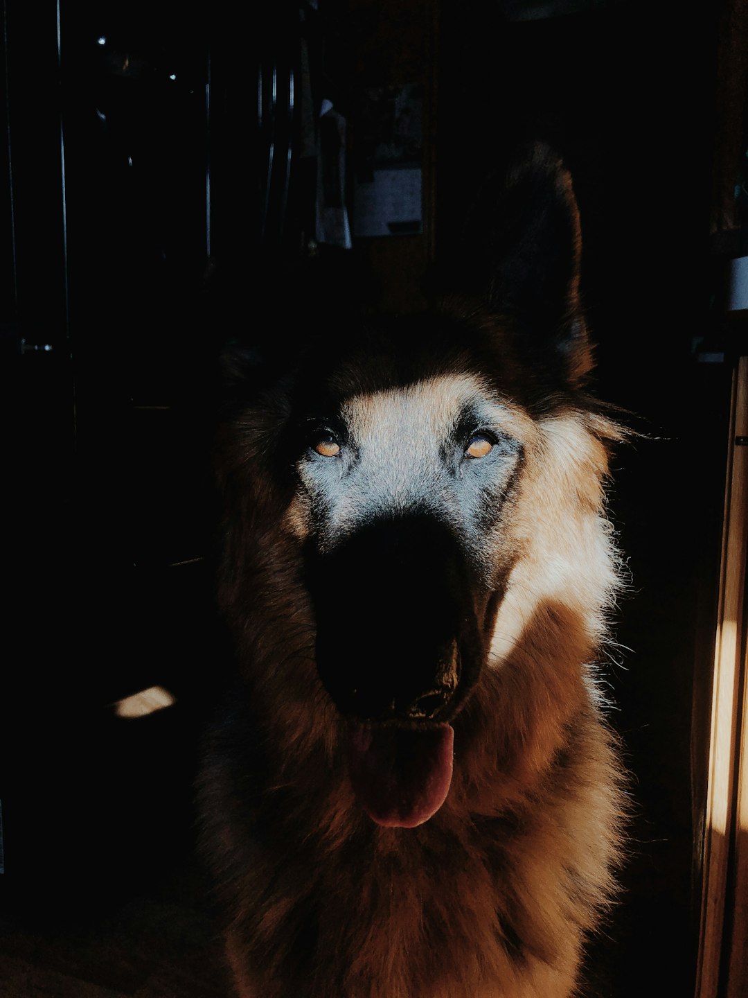 short-coated tan dog close-up photography