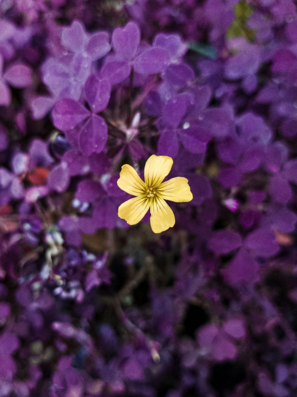 yellow-petaled flower