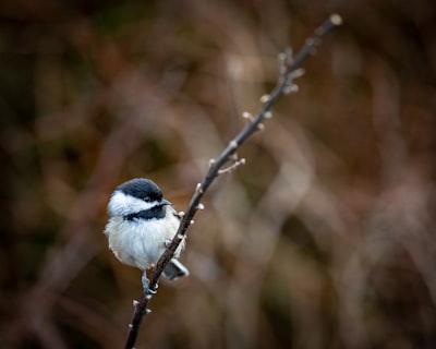 white and black bird