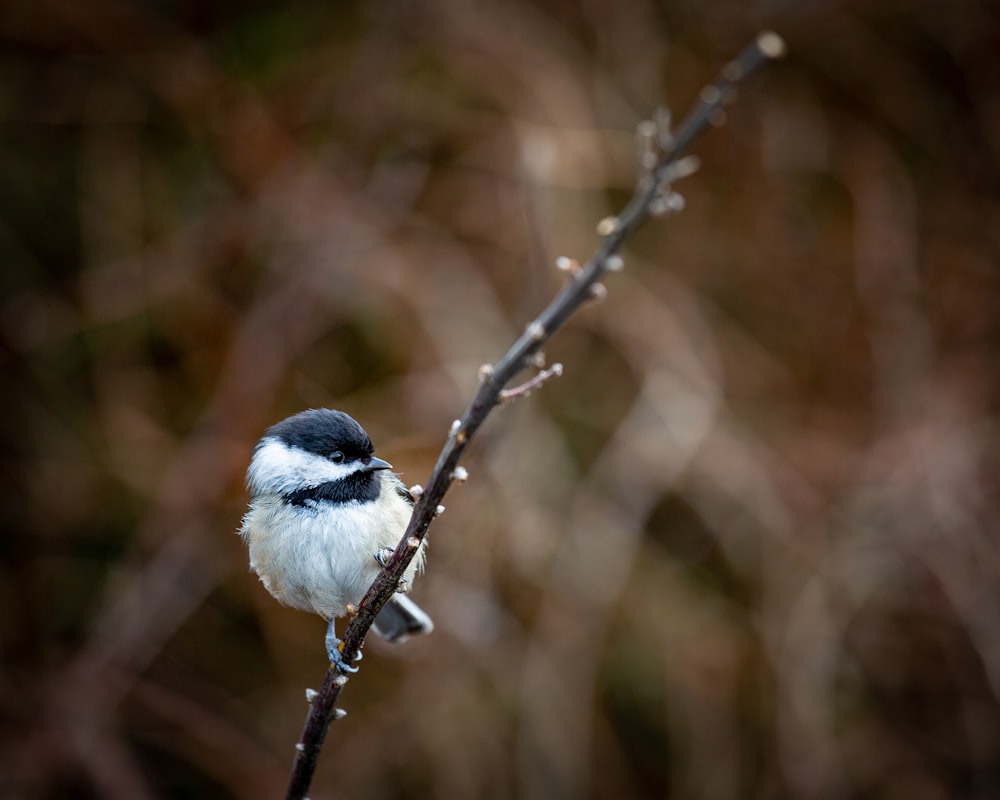 white and black bird