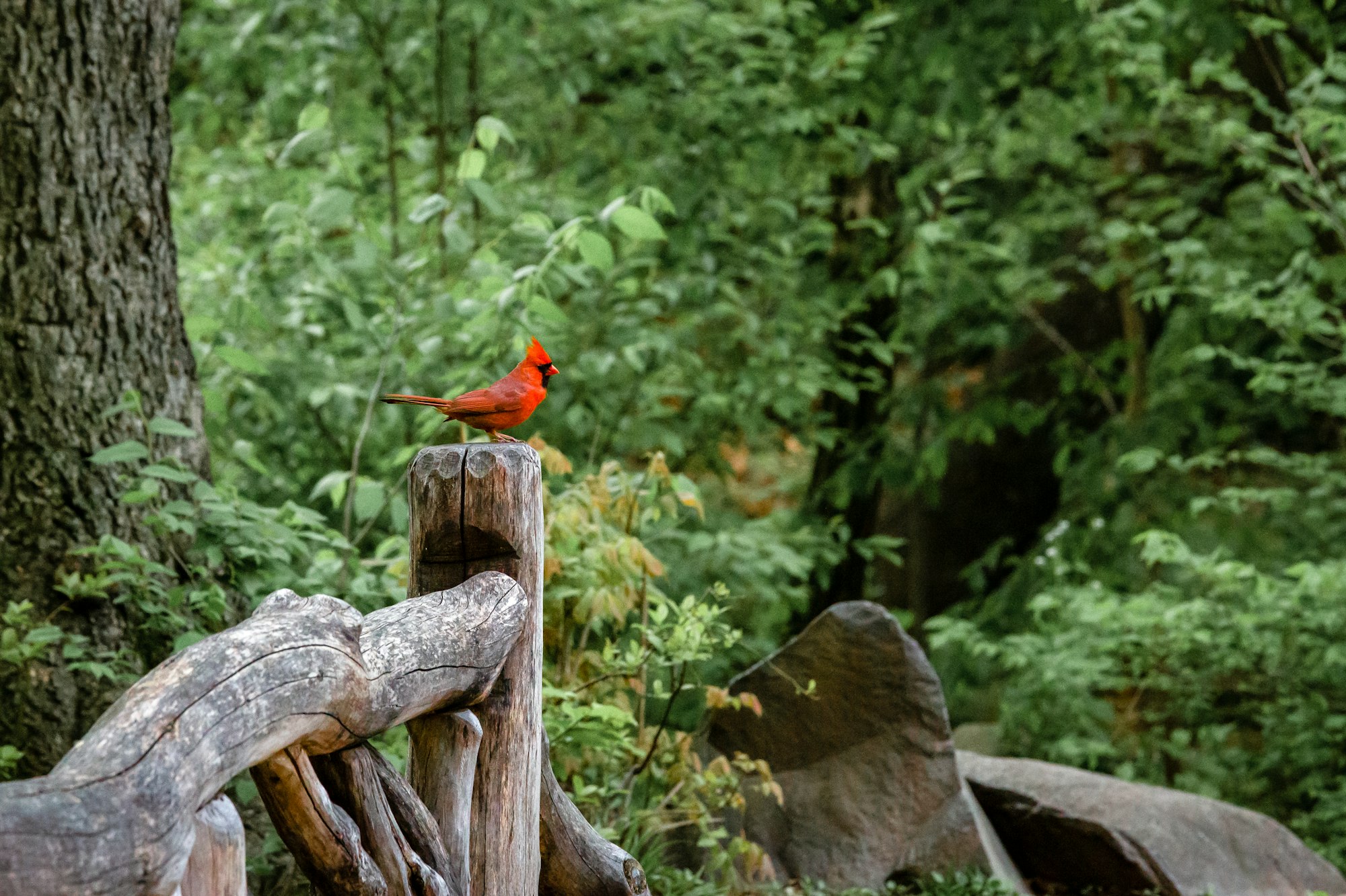 A cardinal on a fence post in Central Park. 