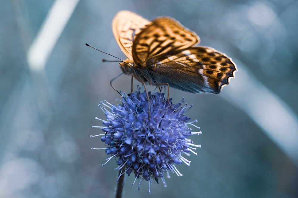 brown and black butterfly close-up photography